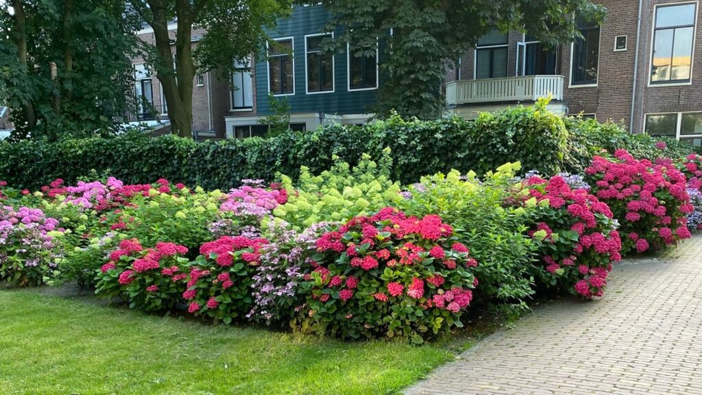 Bloeiende hortensia's langs het gazon in de wijk.