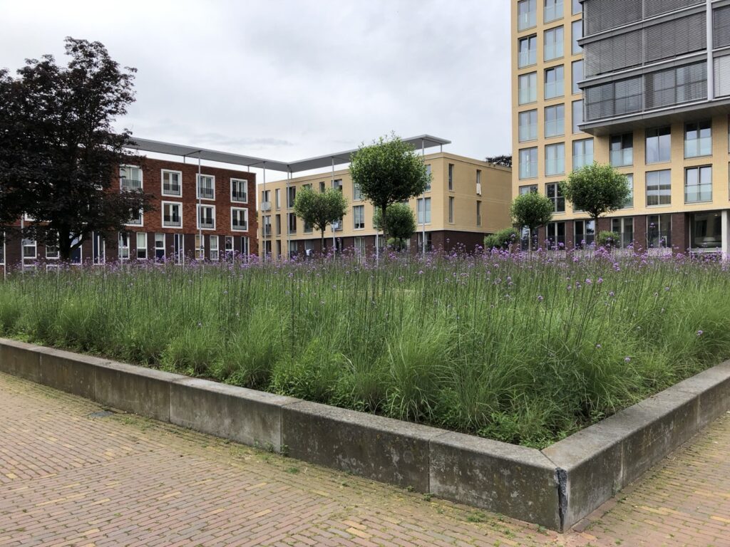 Het middenterrein van de Mariastichting met hoog siergras en paarse verbena in bloei, met de woonblokken op de achtergrond.